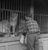 V roce 1959 působil u cirkusu Dunaj se svými lvy maďarský drezér Wagner (foto Stanislav Bubeníček)