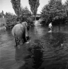Koupání slonice Sumatry z cirkusu Čechie v říčce Brslence v Čáslavi (1954, foto Stanislav Bubeníček)